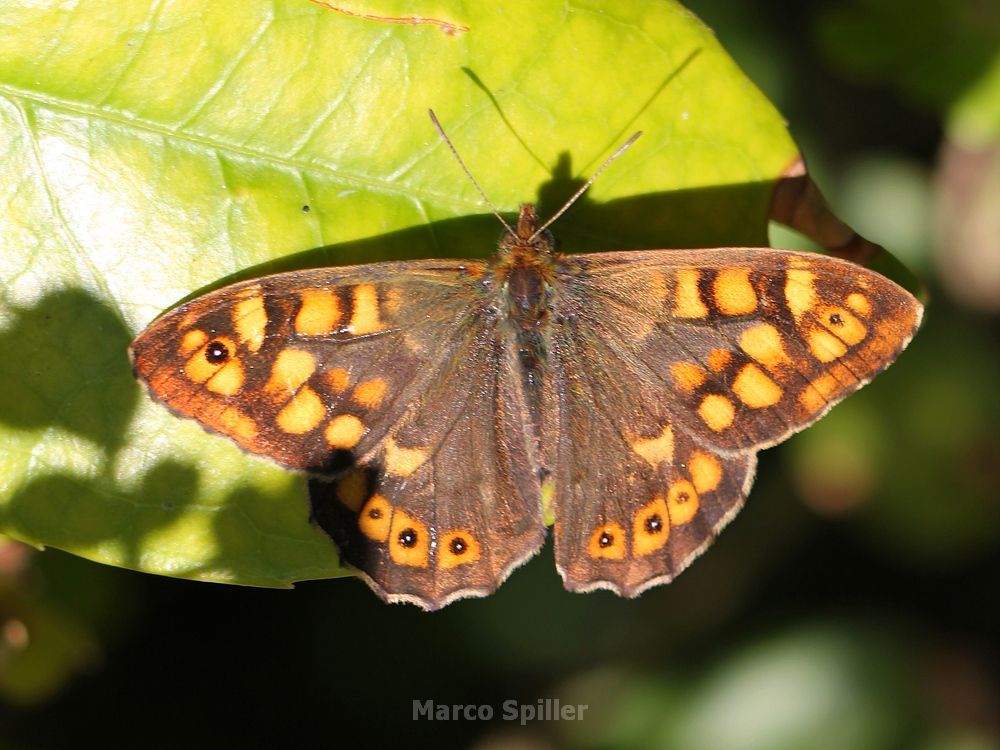 Pararge aegeria